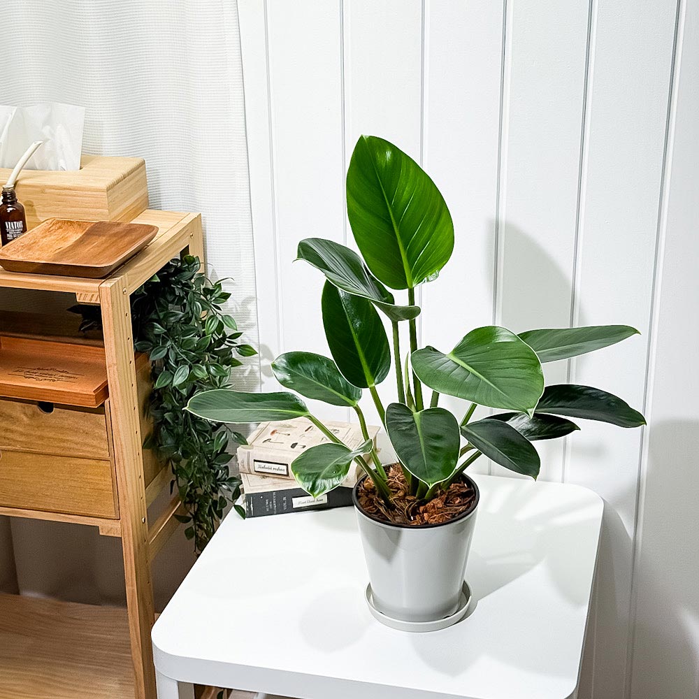 PLANCHU 観葉植物 フィロデンドロン グリーンプリンセス 5号鉢 受け皿付き 育て方説明書付き Philodendron ‘Green Princess’ アロイド