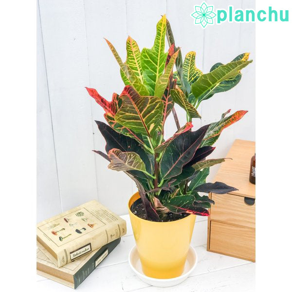 PLANCHU 観葉植物 クロトン エクセレント 5号鉢 受け皿付き 育て方説明書付き Codiaeum variegatum var. pictum ‘Excellent’ ヘンヨウボク 変葉木 鉾葉系