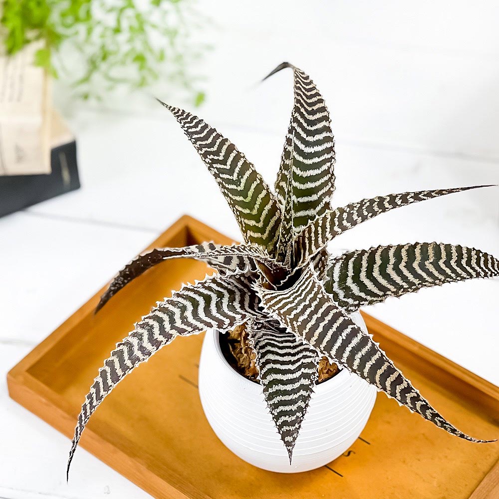 PLANCHU 観葉植物 オルソフィツム グルケニー 3号丸鉢 受け皿付き 育て方説明書付き Orthophytum gurkenii ブロメリア
