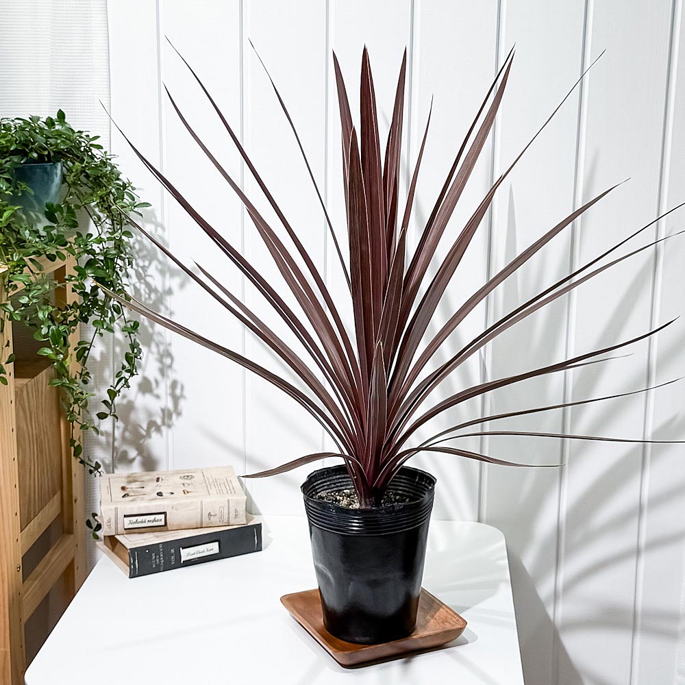 PLANCHU 観葉植物 コルディリネ レッドスター 5号ポット 育て方説明書付き Cordyline australis ‘Red Star’ コルジリネ グッドラックプランツ オージープランツ