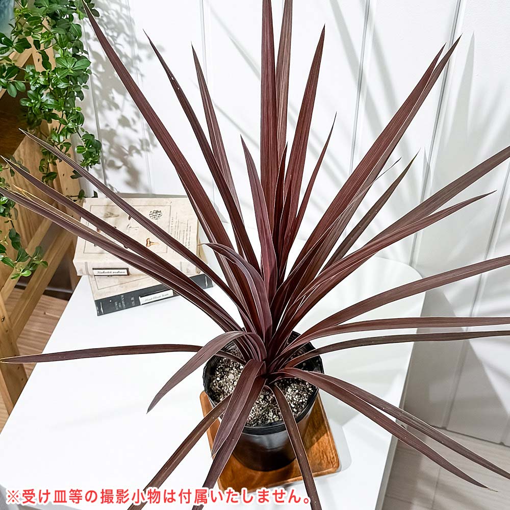 PLANCHU 観葉植物 コルディリネ レッドスター 5号ポット 育て方説明書付き Cordyline australis ‘Red Star’ コルジリネ グッドラックプランツ オージープランツ