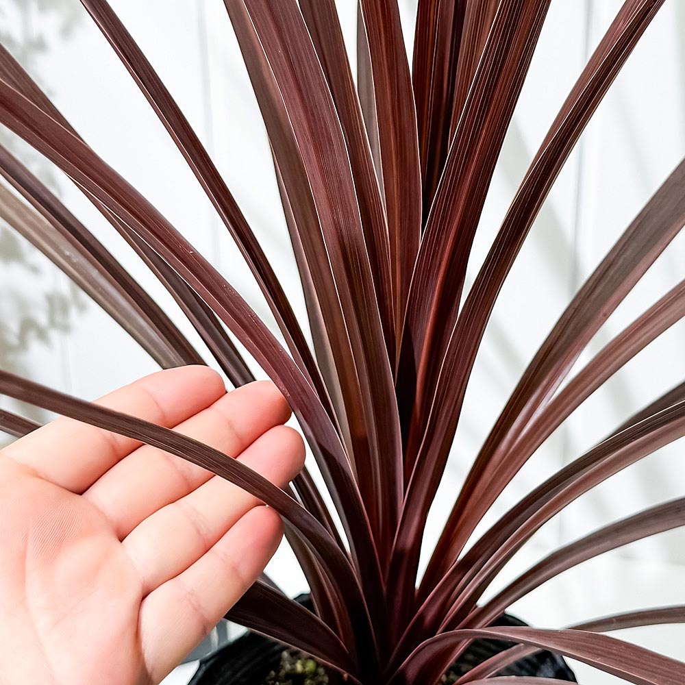 PLANCHU 観葉植物 コルディリネ レッドスター 5号ポット 育て方説明書付き Cordyline australis ‘Red Star’ コルジリネ グッドラックプランツ オージープランツ