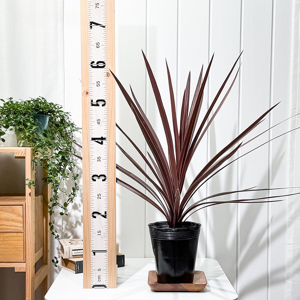 PLANCHU 観葉植物 コルディリネ レッドスター 5号ポット 育て方説明書付き Cordyline australis ‘Red Star’ コルジリネ グッドラックプランツ オージープランツ