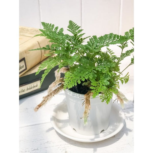 PLANCHU 観葉植物 ダバリア 西洋トキワシノブ 2.5号鉢 Davallia tricomanoides シダ