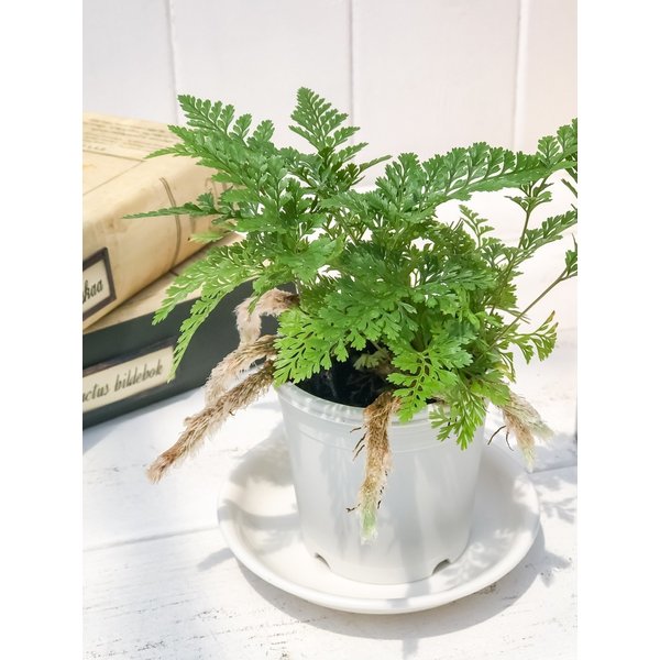 PLANCHU 観葉植物 ダバリア 西洋トキワシノブ 2.5号鉢 Davallia tricomanoides シダ植物