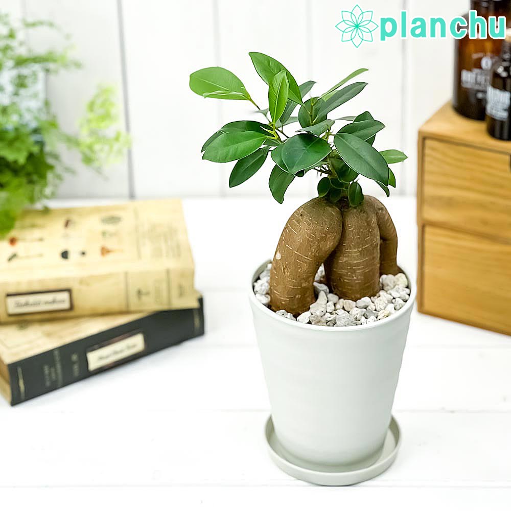 PLANCHU 観葉植物 ガジュマル 4号鉢 受け皿付き 育て方説明書付き Ficus microcarpa フィカス ミクロカルパ 精霊の宿る木