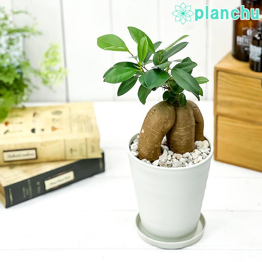 PLANCHU 観葉植物 ガジュマル 4号鉢 受け皿付き 育て方説明書付き Ficus microcarpa フィカス ミクロカルパ 精霊の宿る木