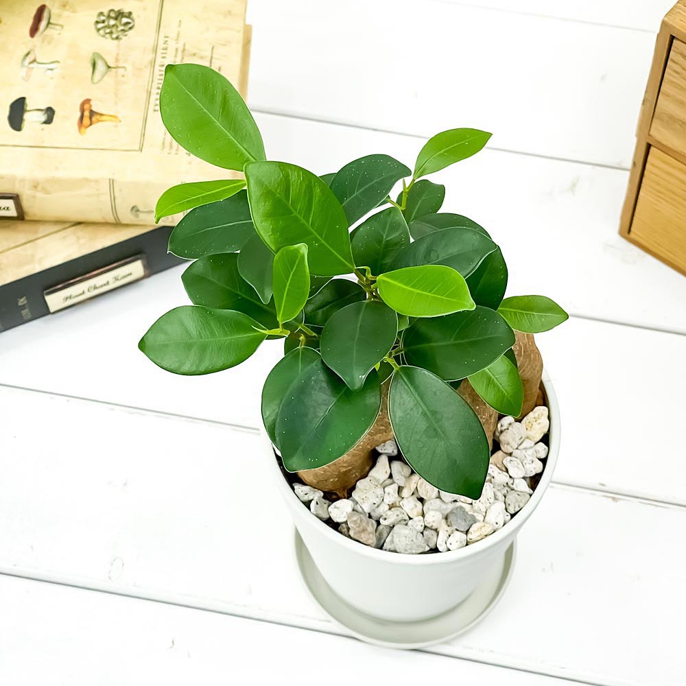 PLANCHU 観葉植物 ガジュマル 4号鉢 受け皿付き 育て方説明書付き Ficus microcarpa フィカス ミクロカルパ 精霊の宿る木