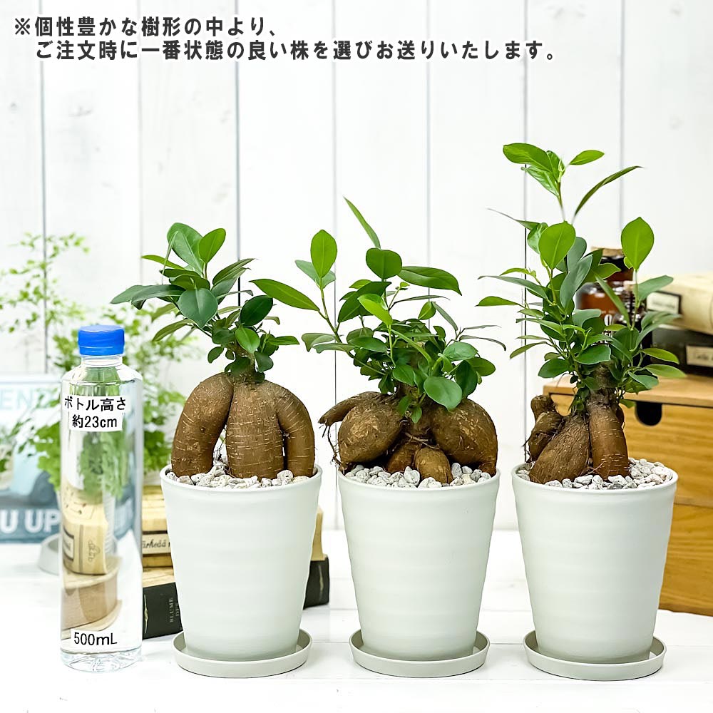 PLANCHU 観葉植物 ガジュマル 4号鉢 受け皿付き 育て方説明書付き Ficus microcarpa フィカス ミクロカルパ 精霊の宿る木