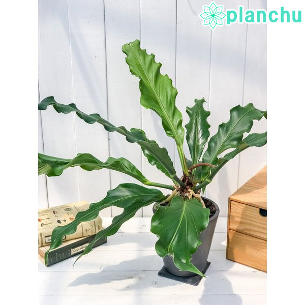 PLANCHU 観葉植物 アンスリウム フーケリー 樹脂ポット植え Anthurium hookeri アンスリューム アロイド 原種系