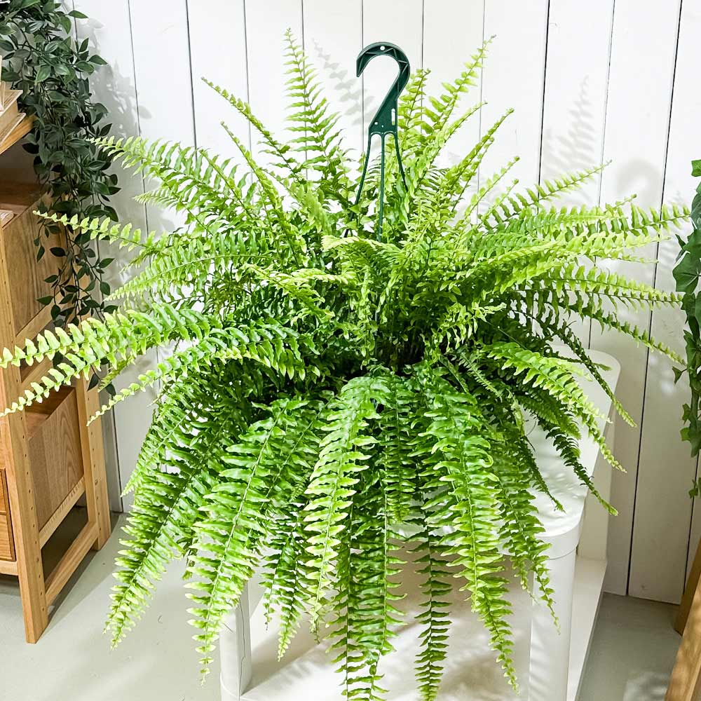 PLANCHU 観葉植物 ネフロレピス ボストンブルーベル 8号吊り鉢 育て方