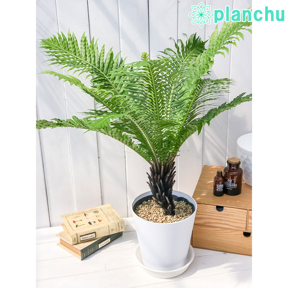 PLANCHU 観葉植物 ブレクナム シルバーレディ 木立タイプ 6号鉢 受け皿付き 育て方説明書付き Blechnum gibbum ‘Silver Lady’ シダ植物