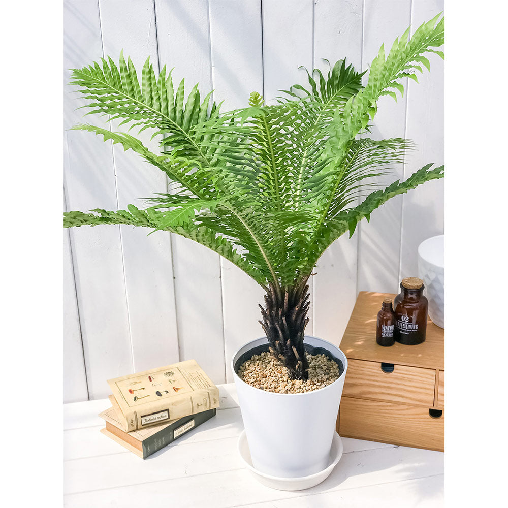 PLANCHU 観葉植物 ブレクナム シルバーレディ 木立タイプ 6号鉢 受け皿付き 育て方説明書付き Blechnum gibbum ‘Silver Lady’ シダ植物