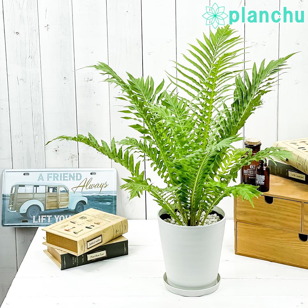 PLANCHU 観葉植物 ブレクナム シルバーレディ 5号鉢 受け皿付き 育て方説明書付き Blechnum gibbum ‘Silver Lady’ シダ植物
