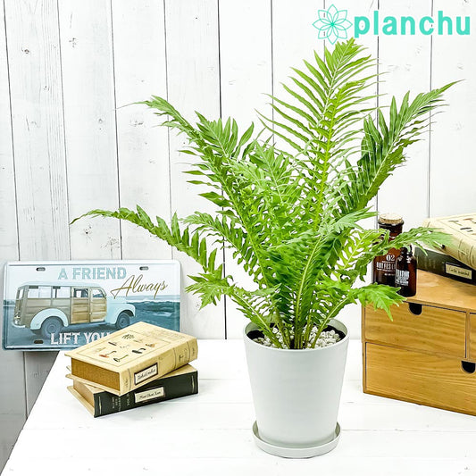 PLANCHU 観葉植物 ブレクナム シルバーレディ 5号鉢 受け皿付き 育て方説明書付き Blechnum gibbum ‘Silver Lady’ シダ植物