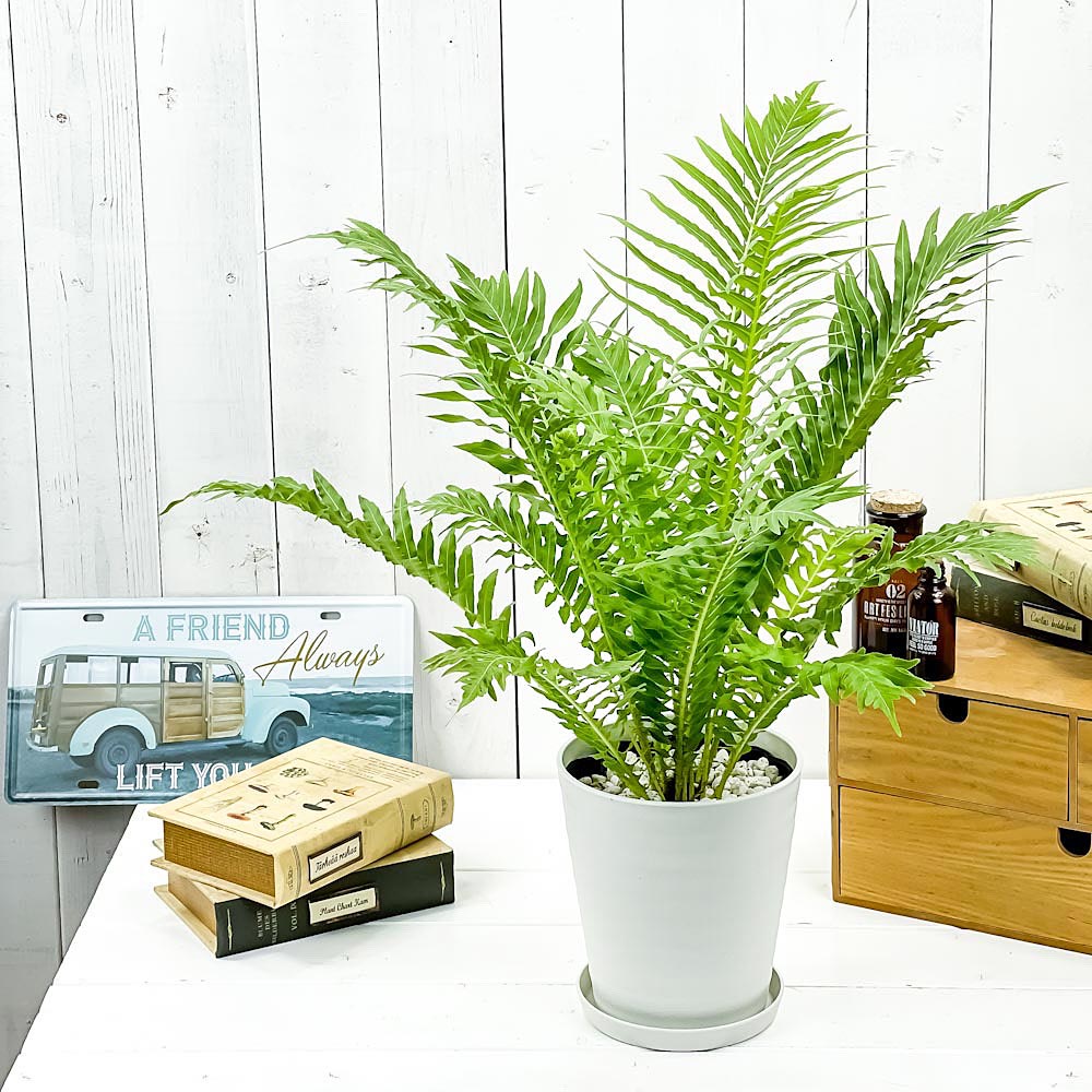 PLANCHU 観葉植物 ブレクナム シルバーレディ 5号鉢 受け皿付き 育て方説明書付き Blechnum gibbum ‘Silver Lady’ シダ植物