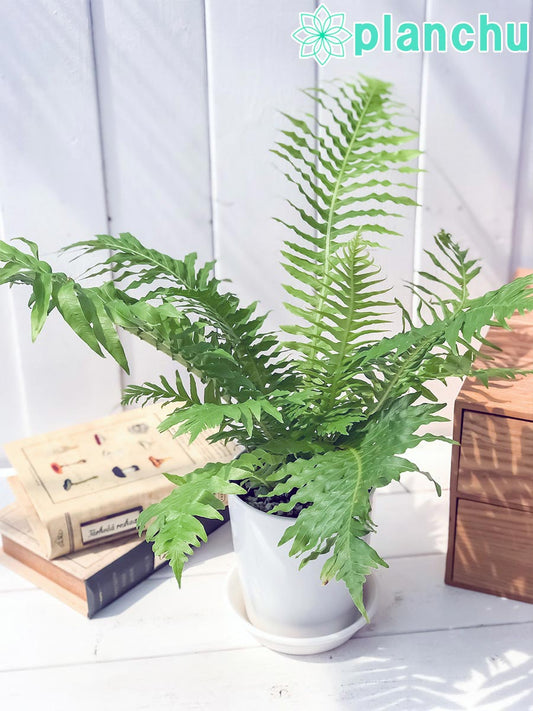 PLANCHU 観葉植物 ブレクナム シルバーレディ 4号鉢 受け皿付き 育て方説明書付き Blechnum gibbum ‘Silver Lady’ シダ植物
