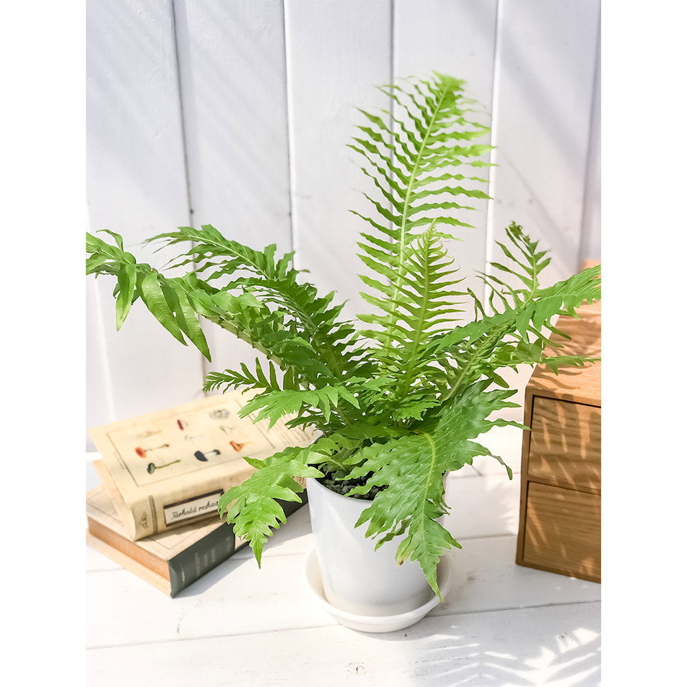 PLANCHU 観葉植物 ブレクナム シルバーレディ 4号鉢 受け皿付き 育て方説明書付き Blechnum gibbum ‘Silver Lady’ シダ植物