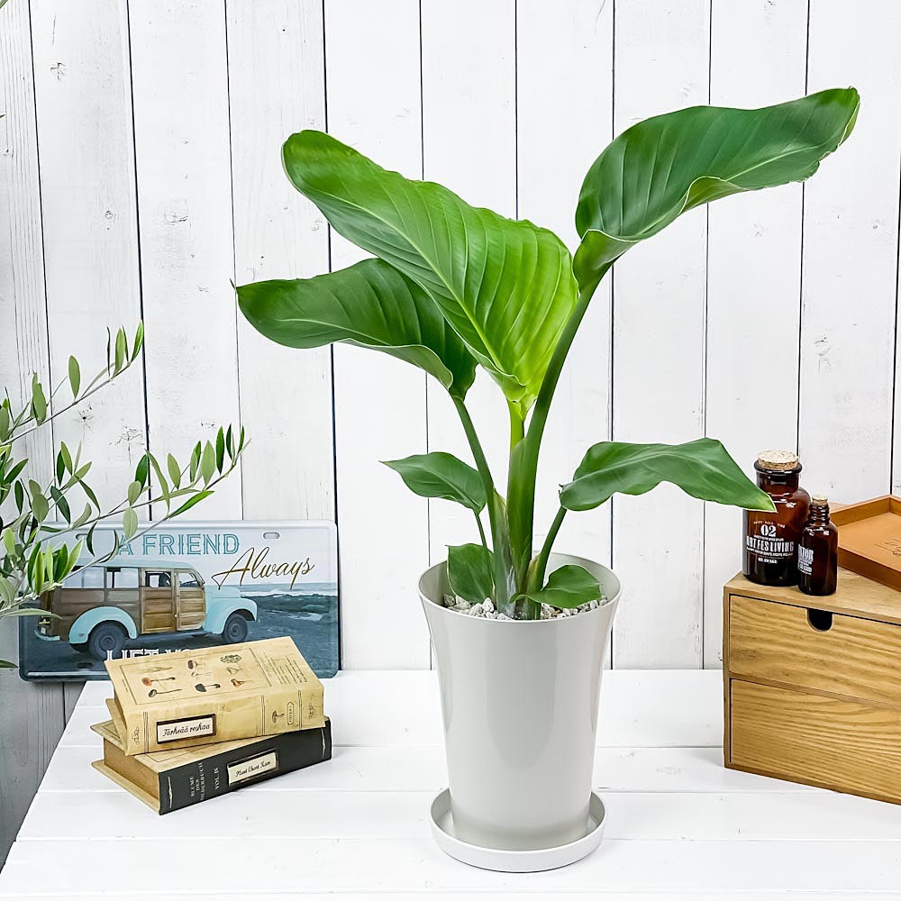 PLANCHU 観葉植物 ストレリチア オーガスタ 6号鉢 受け皿付き 育て方