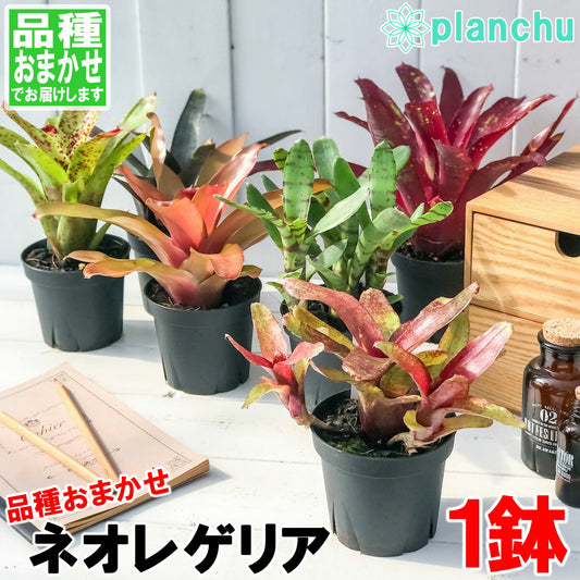 PLANCHU 観葉植物 ネオレゲリア 品種おまかせ 3.5号鉢 ブロメリア