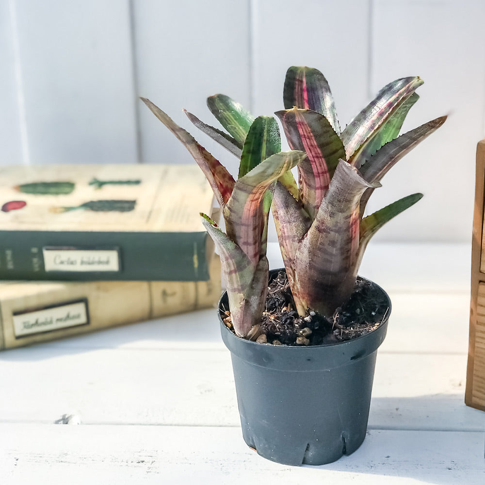 PLANCHU 観葉植物 ネオレゲリア ホットエンバー バリエガータ 3.5号鉢 ブロメリア
