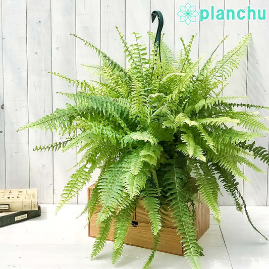 PLANCHU 観葉植物 ネフロレピス ハッピーマーブル 7号吊り鉢 育て方説明書付き Nephrolepis exaltata ‘Happy Marble’ タイガー ボストンファーン ボストンファン シダ植物