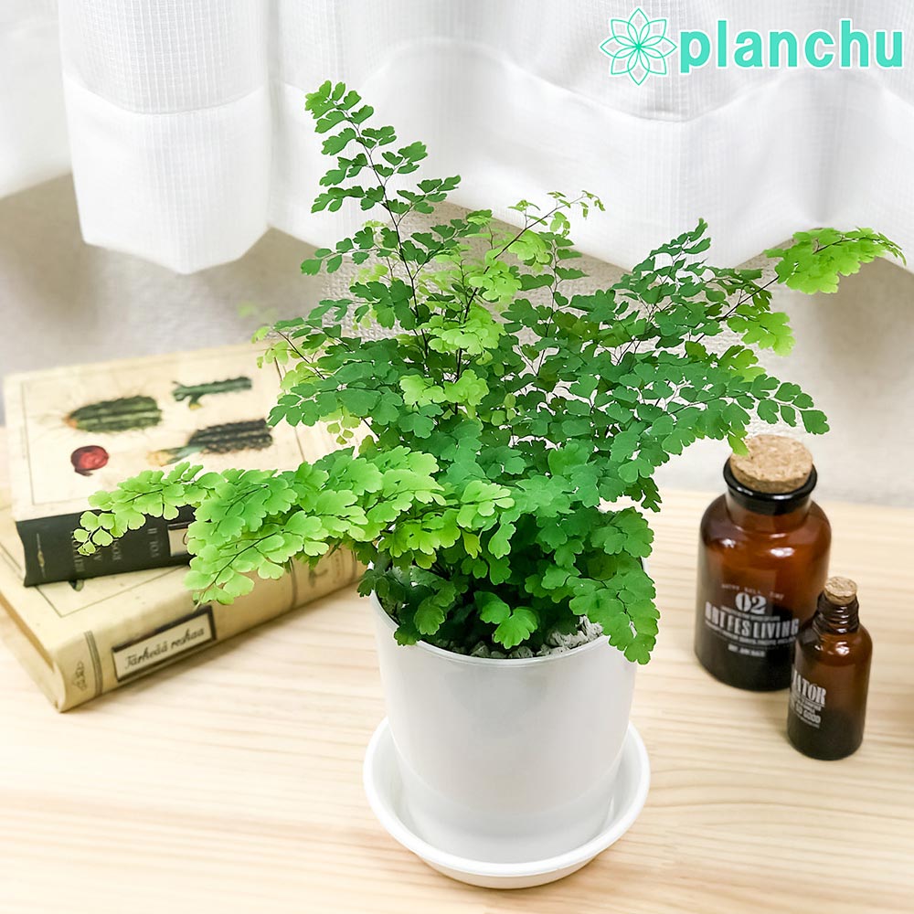 □シダ植物 – 観葉植物専門店プランチュ