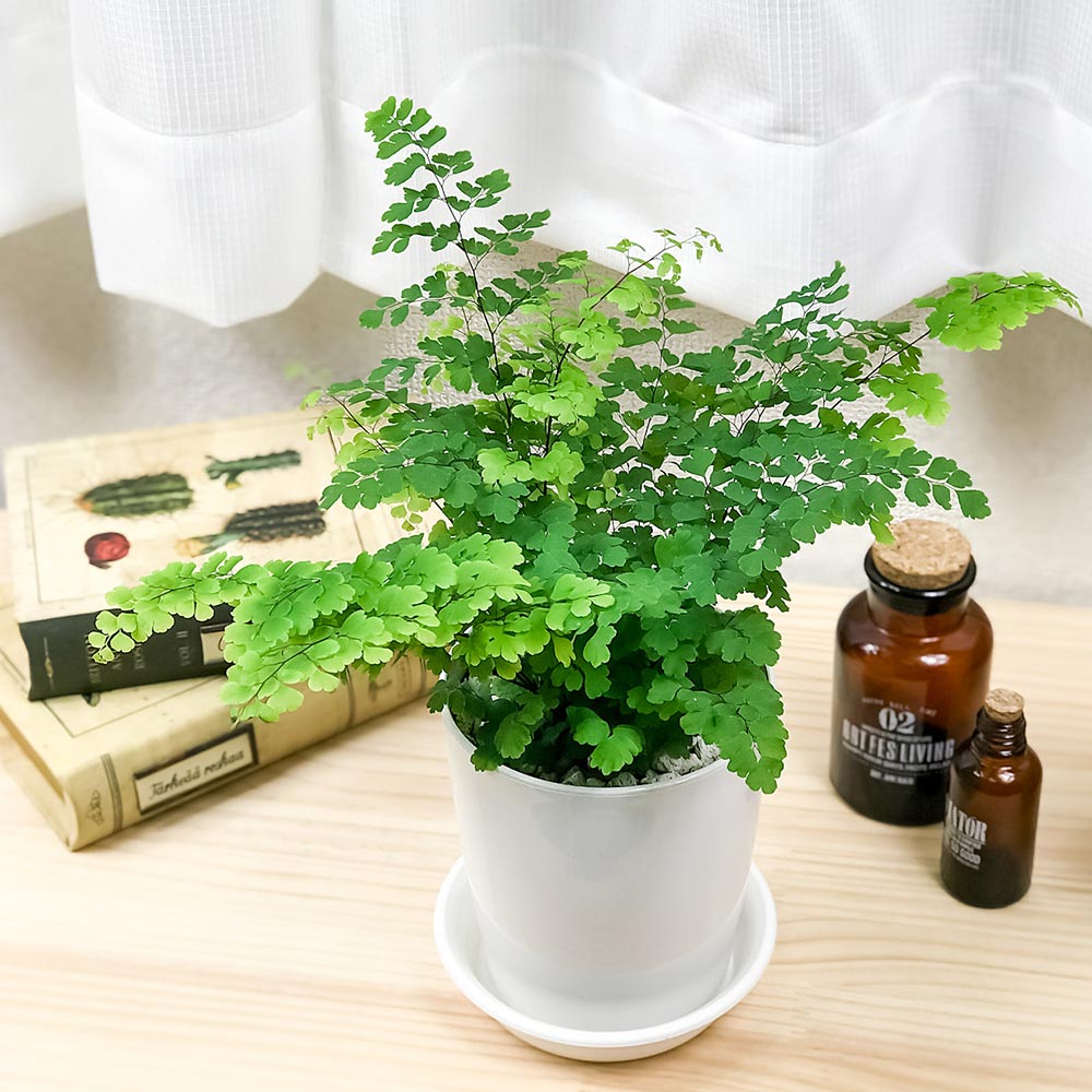 PLANCHU 観葉植物 アジアンタム フリッツルーシー 4号鉢 受け皿付き 育て方説明書付き Adiantum raddianum ‘Fritz Luthi’ シダ植物