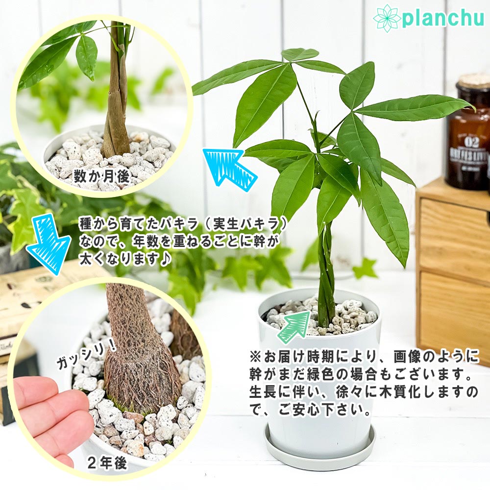 PLANCHU 観葉植物 パキラ ネジリ 4号鉢 受け皿付き 育て方説明書付き Pachira glabra 発財樹 実生