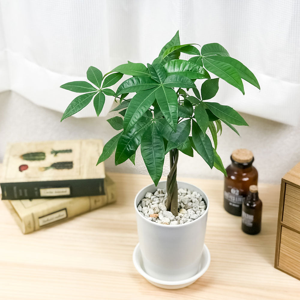 PLANCHU 観葉植物 パキラ ネジリ 4号鉢 受け皿付き 育て方説明書付き