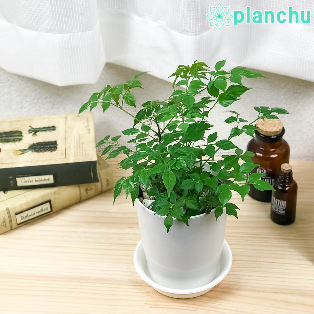 PLANCHU 観葉植物 ラデルマケラ シニカ 4号鉢 受け皿付き 育て方説明書付き Radermachera sinica ステレオスペルマム