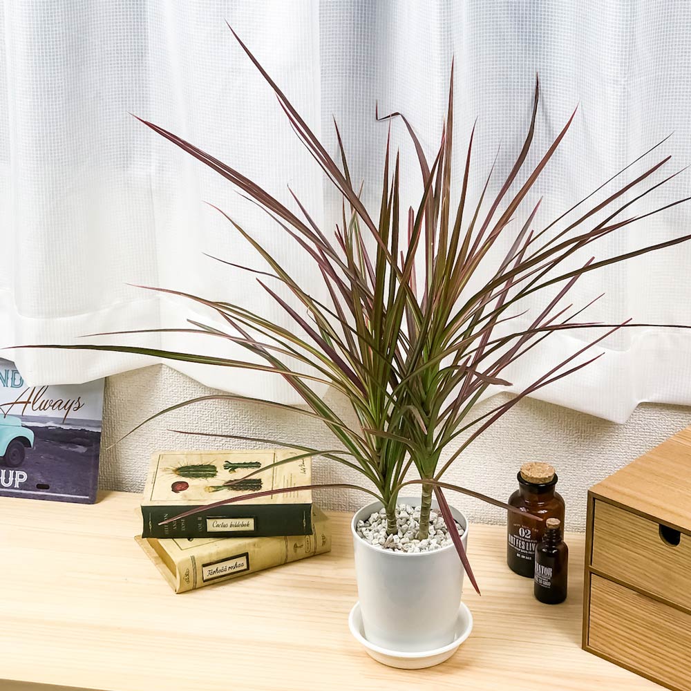 PLANCHU 観葉植物 ドラセナ マルギナータ レインボー 4号鉢 受け皿付き 育て方説明書付き Dracaena marginata ‘Rainbow’ 真実の木 マジナータ コンシンネ コンシナ