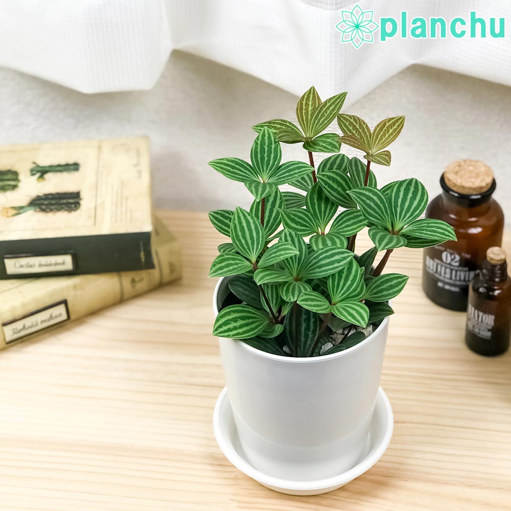 PLANCHU 観葉植物 ペペロミア プテオラータ 4号鉢 受け皿付き 育て方説明書付き Peperomia puteolata