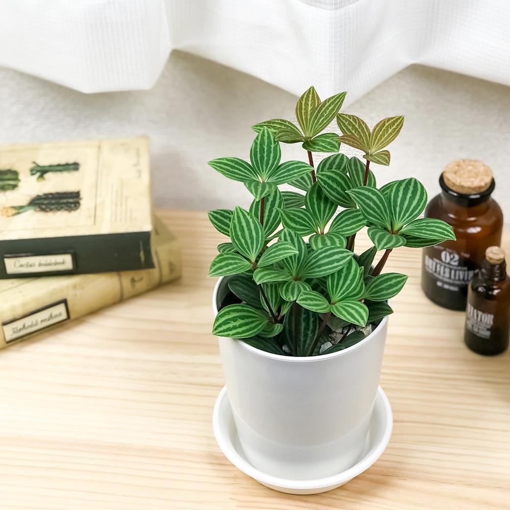 PLANCHU 観葉植物 ペペロミア プテオラータ 4号鉢 受け皿付き 育て方説明書付き Peperomia puteolata