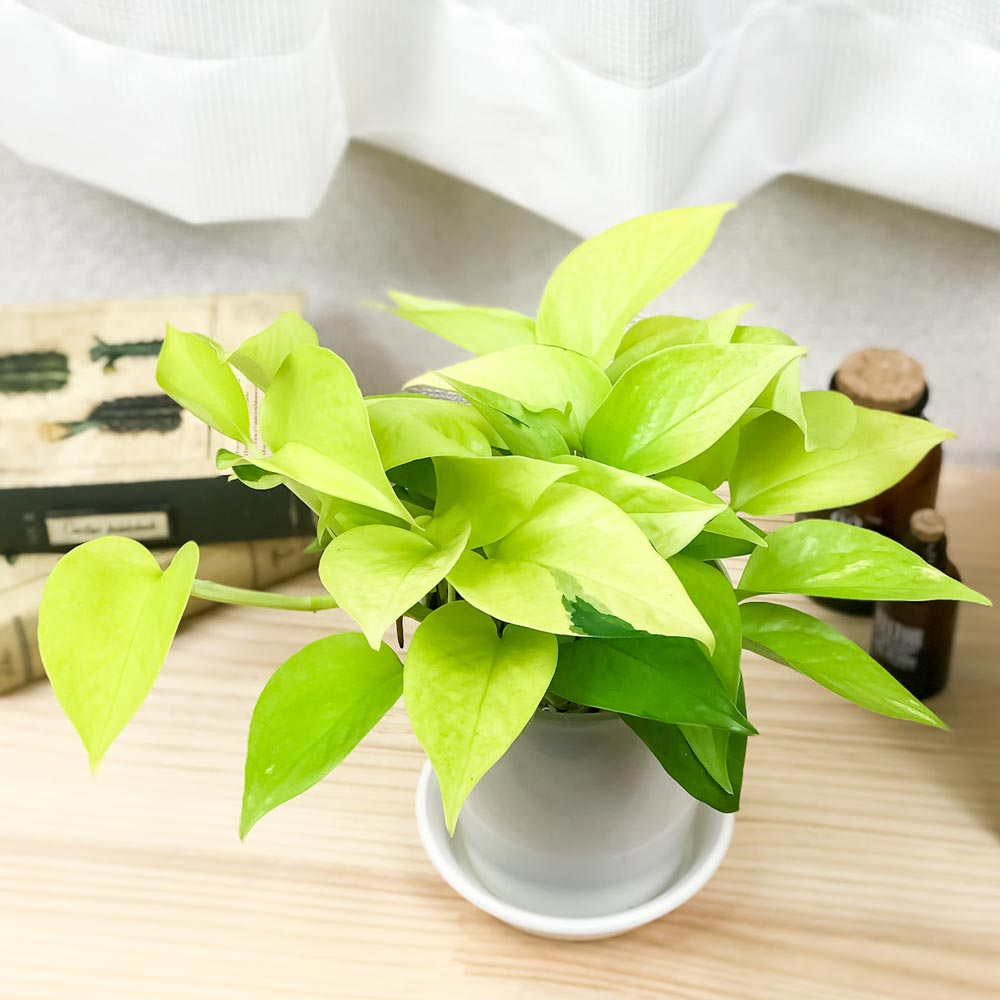 PLANCHU 観葉植物 ポトス ライム 4号鉢 受け皿付き 育て方説明書付き Epipremnum aureum ‘Lime’ エピプレムナム アロイド