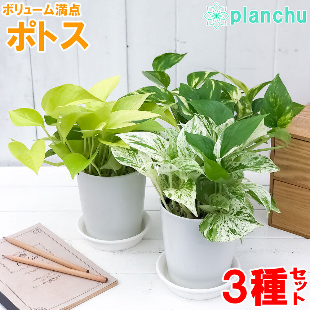 PLANCHU 観葉植物 ポトス 3種セット ゴールデン ライム マーブルクイーン 4号鉢 受け皿付き 育て方説明書付き エピプレムナム アロイド