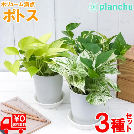 PLANCHU 観葉植物 ポトス 3種セット ゴールデン ライム マーブルクイーン 4号鉢 受け皿付き 育て方説明書付き エピプレムヌム