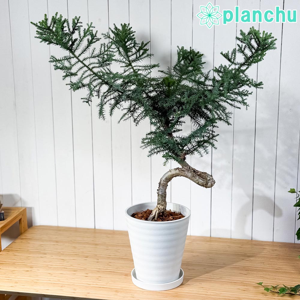 PLANCHU 観葉植物 アローカリア カニンガミー 8号鉢 受け皿付き 育て方説明書付き Araucaria cunninghamii ナンヨウスギ オージープランツ