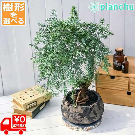 PLANCHU 観葉植物 アローカリア カニンガミー 陶器鉢植え 受け皿付き 選べる樹形 ナンヨウスギ オージープランツ