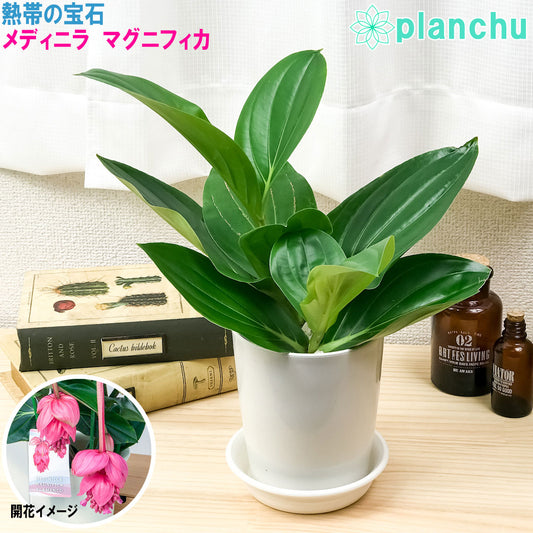 PLANCHU 熱帯花木 メディニラ マグニフィカ フラメンコ 4号鉢 受け皿付き Medinilla magnifica ‘Flamenco’ 観葉植物 鉢花