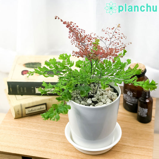 PLANCHU 観葉植物 アジアンタム ピーコック 4号鉢 受け皿付き 育て方説明書付き Adiantum tenerum ‘Peacock’ シダ植物 激レア品種