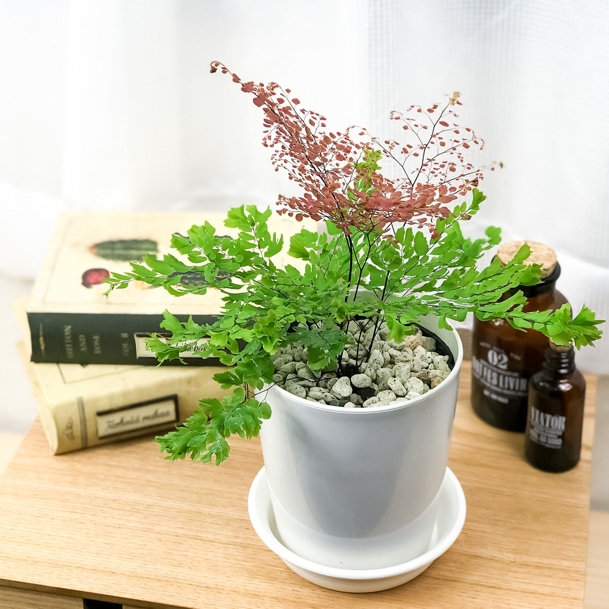 PLANCHU 観葉植物 アジアンタム ピーコック 4号鉢 受け皿付き 育て方