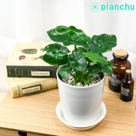 PLANCHU 観葉植物 フィロデンドロン セローム スーパーアトム 4号鉢 受け皿付き 育て方説明書付き Philodendron selloum コンパクト 矮性品種 大きくならない