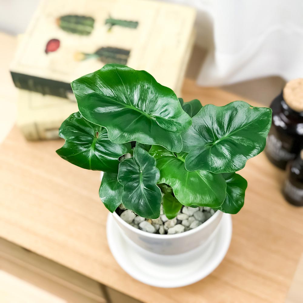 PLANCHU 観葉植物 フィロデンドロン セローム スーパーアトム 4号鉢 受け皿付き 育て方説明書付き Philodendron selloum コンパクト 矮性品種 大きくならない