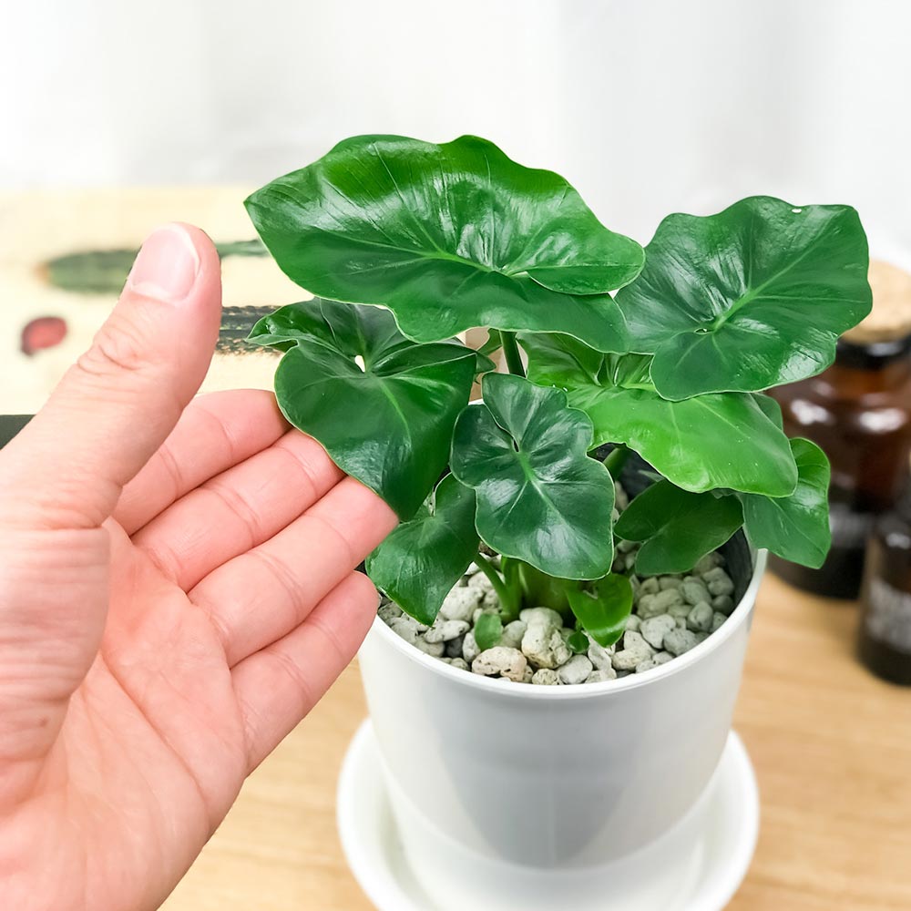 PLANCHU 観葉植物 フィロデンドロン セローム スーパーアトム 4号鉢 受け皿付き 育て方説明書付き Philodendron selloum コンパクト 矮性品種 大きくならない