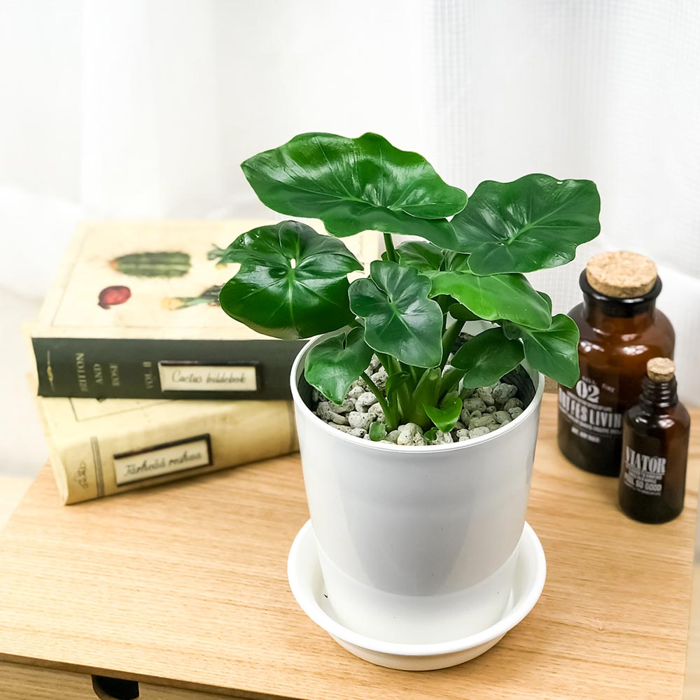 PLANCHU 観葉植物 フィロデンドロン セローム スーパーアトム 4号鉢 受け皿付き 育て方説明書付き Philodendron selloum ‘Super Atom’ アロイド