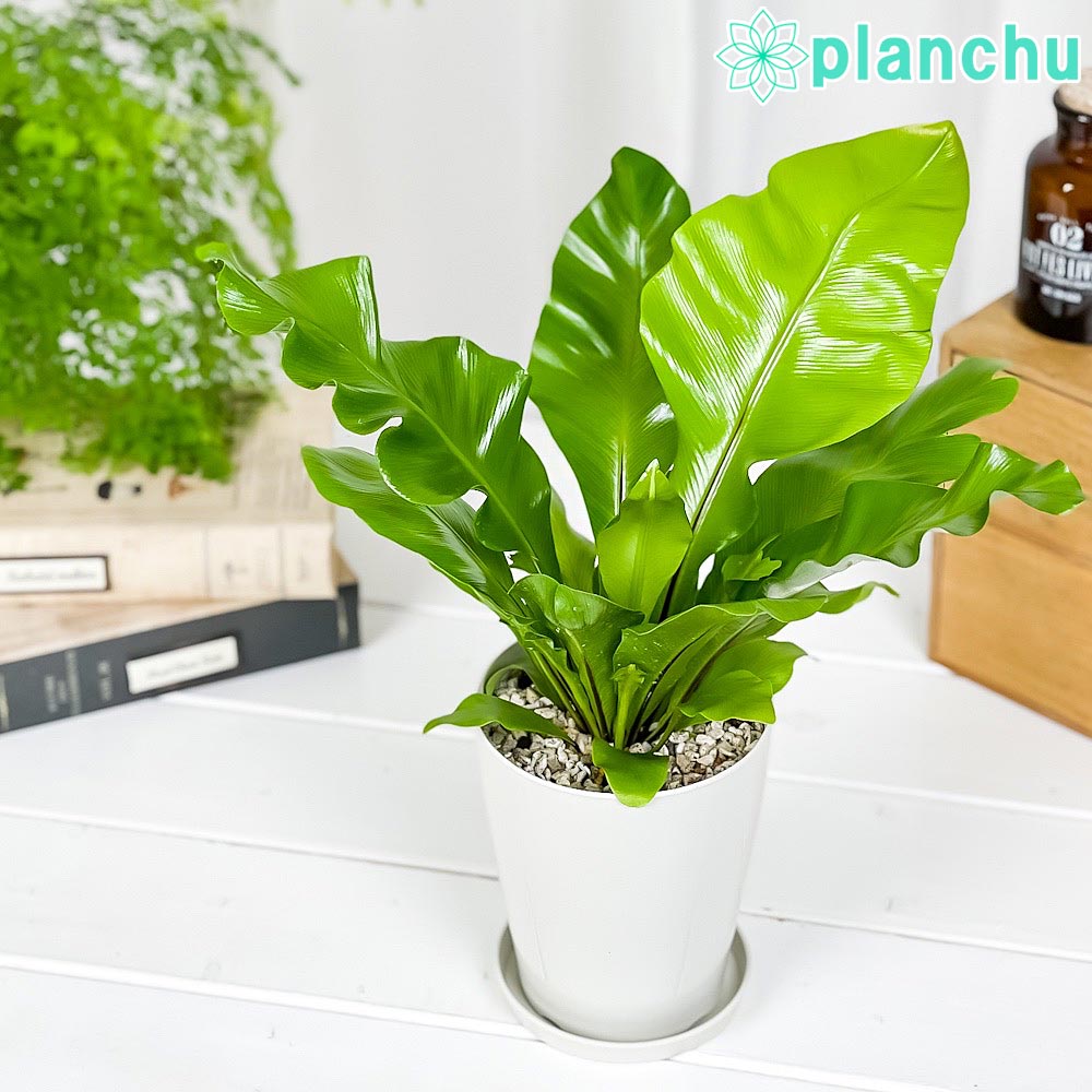 PLANCHU 観葉植物 アスプレニウム アビス 4号鉢 受け皿付き 育て方説明書付き Asplenium nidus ‘Avis’ ニダス ニドゥス シマオオタニワタリ シダ植物