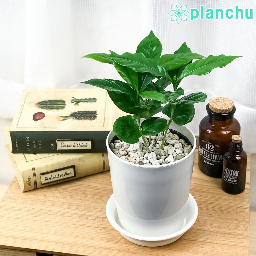 PLANCHU 観葉植物 コーヒーノキ アラビカ 4号鉢 受け皿付き 育て方説明書付き Coffea arabica コーヒーの木 珈琲の木 アラビカコーヒー