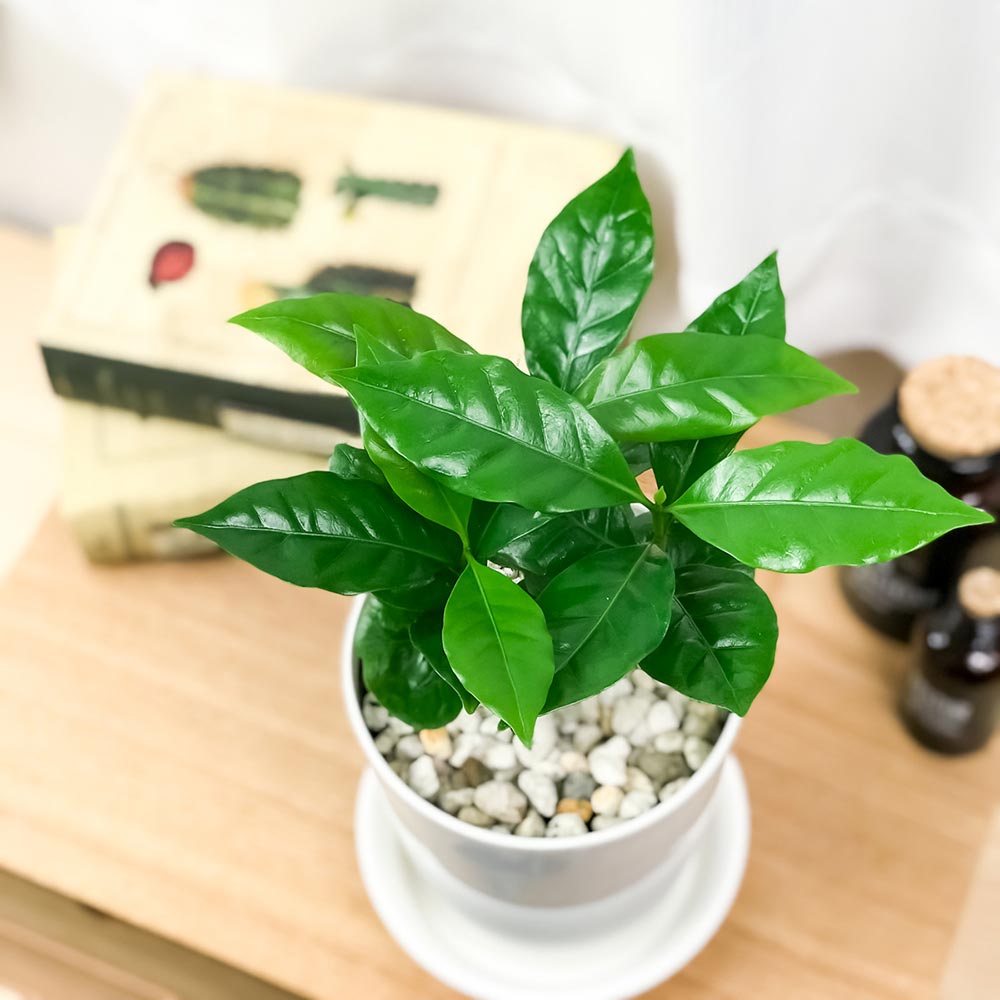 PLANCHU 観葉植物 コーヒーノキ アラビカ 4号鉢 受け皿付き 育て方説明書付き Coffea arabica コーヒーの木 珈琲の木 アラビカコーヒー