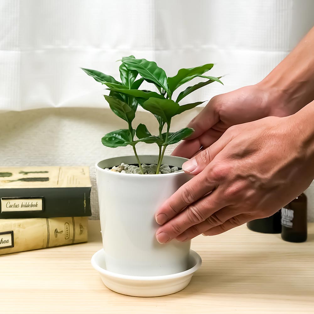 PLANCHU 観葉植物 コーヒーノキ アラビカ 4号鉢 受け皿付き 育て方説明書付き Coffea arabica コーヒーの木 珈琲の木 アラビカコーヒー